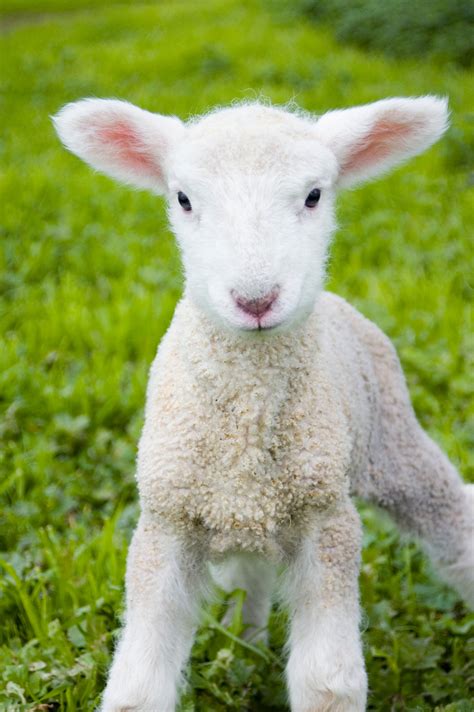 Cute Baby Lamb Glossy Poster Picture Photo Sheep Farm Animal Etsy