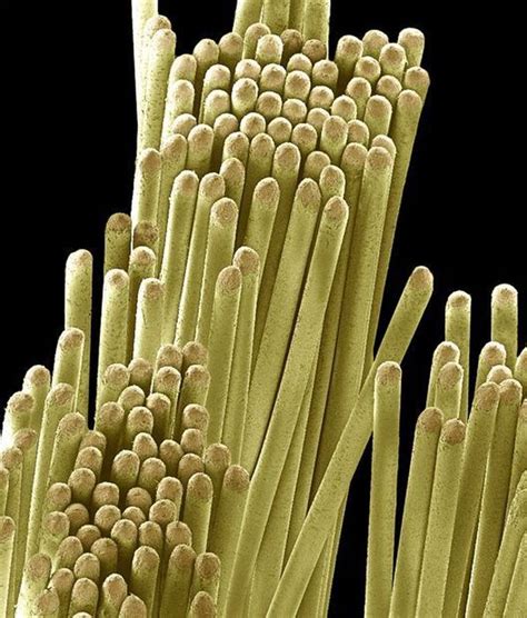 Everyday Items Under A Microscope 27 Pics