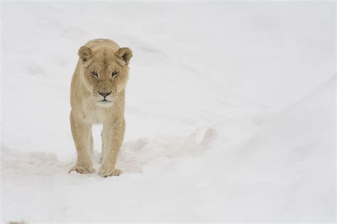 White Lion Lioness Wild Cat Carnivore Muzzle Winter Snow