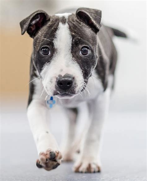 Giving Your Puppy An Education Blue Cross