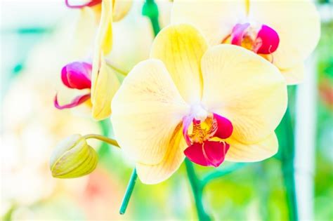 Fiore simile all'orchidea il prezzo si riferisce alla singola piantina. Fiore Giallo Simile All Orchidea / Phalaenopsis o Orchidea Falena: Consigli, Coltivazione e Cura ...