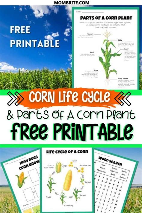 Teaching Your Preschooler All About The Life Cycle Of Corn Use This
