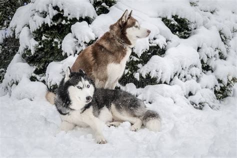 Two Siberian Husky Dogs In The Snow On The Background Snow Covered Fir
