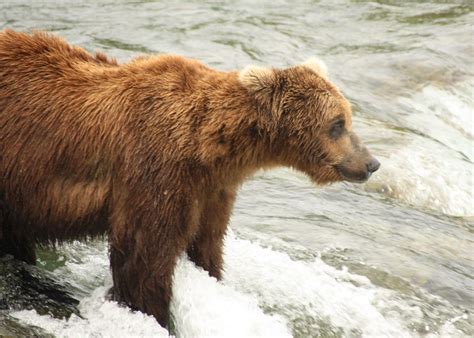 The Bears of Brooks Falls, Alaska | Audley Travel