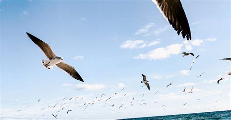 Seagulls Flying Over Beach · Free Stock Photo