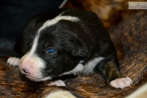 Browse thru our id verified puppy for sale listings to find your perfect puppy in your area. Collin: Border Collie puppy for sale near Dallas / Fort ...