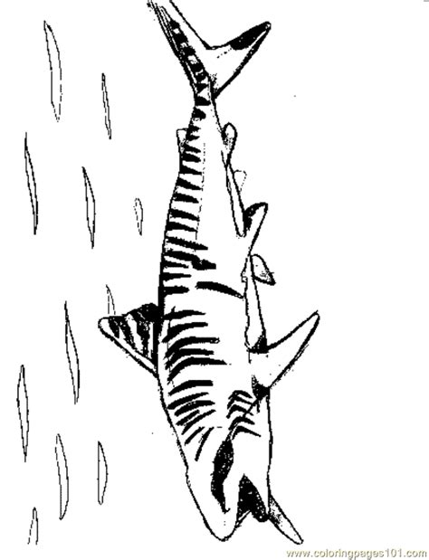 June 28, 2021 by coloring. Coloring Pages Tigershark2 (Fish > Shark) - free printable ...