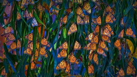 Monarch Butterflies At Pismo Beach California Usa Bing Fotos