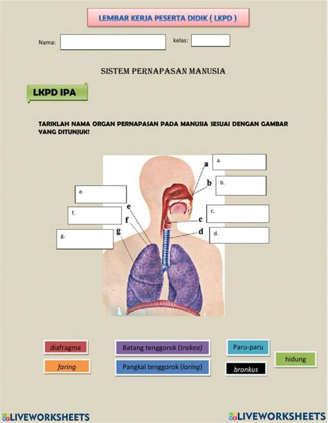 Diagram Of The Human Body With Labels On Each Side Including Lungs And