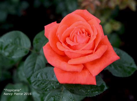 Tropicana Rose Hybrid Tea Roses Tea Roses Rose