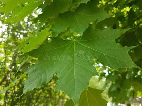 Maple Tree Green Leaves In Summer Season Stock Image Image Of Color