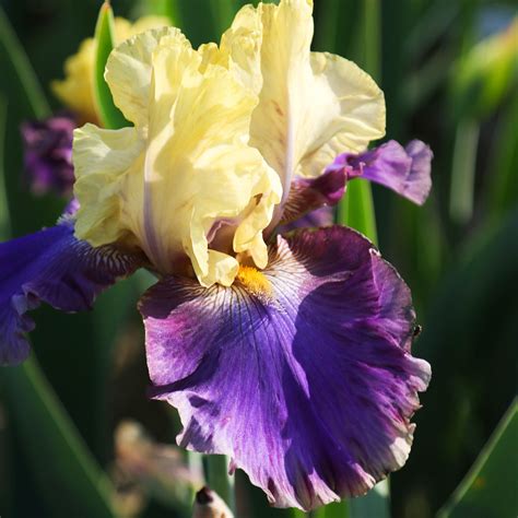 Purple And Yellow Tall Reblooming Bearded Iris For Sale Jurassic Park