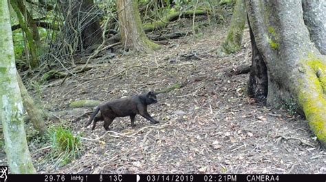 Catching Feral Cats On Camera Predator Free Nz Trust
