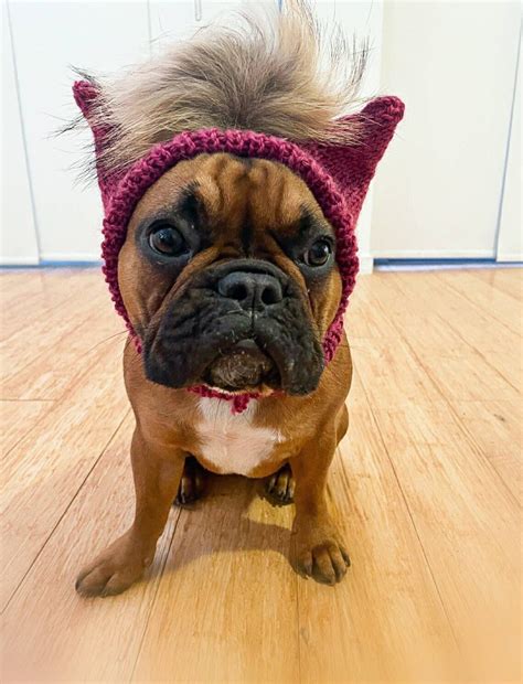 Dog Hat Winter French Bulldog Hat Knitted Dog Hat Pugs Hat Etsy