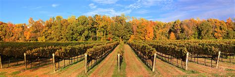 10 Wineries That Show Why Virginia Is For Wine Lovers