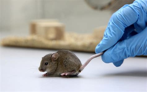 Мозг мышей самостоятельно изменил восприятие времени Рамблерновости