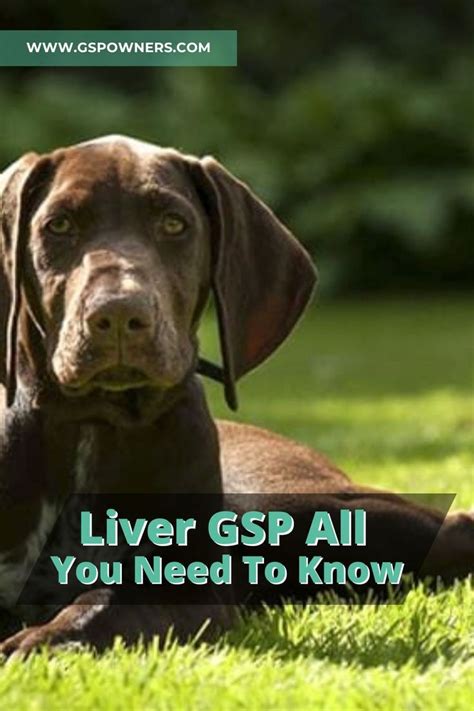 Liver German Shorthair Pointers All You Need To Know German