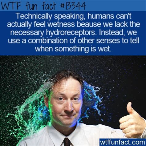 Wtf Fun Fact 13344 Humans Can T Feel Wetness