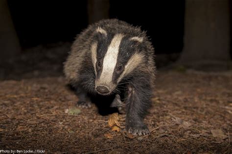 Interesting Facts About Badgers Just Fun Facts