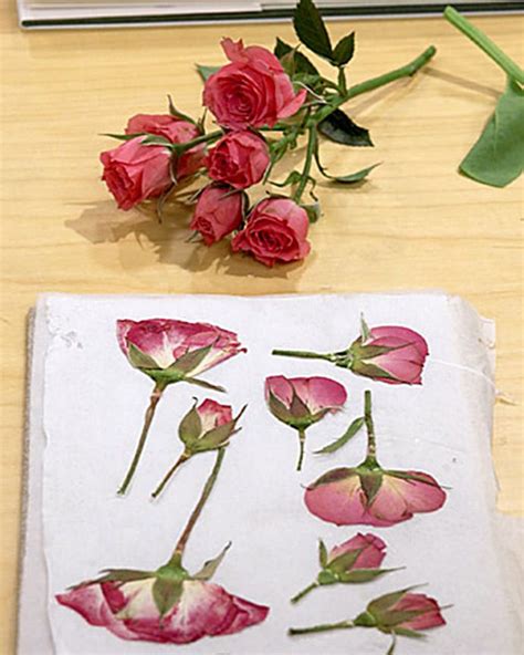 How To Preserve Flower Petals In A Book Chanel Cooks Toddler Worksheets