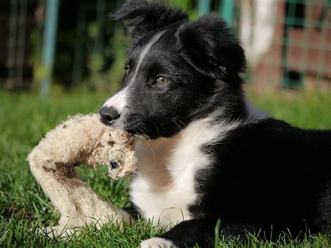how to keep a border collie busy the ultimate border guide bordercollietalk