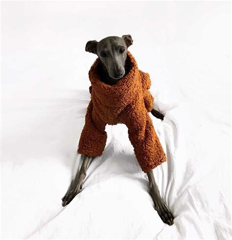 Teddy Bear Fluffy Whippet Greyhound Onesie Pyjamas Italian Etsy