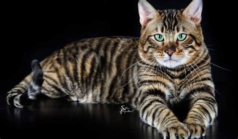 The toyger breed is still developing, every kitten is different and unique so we cannot quote just one price for a kitten, because of the wide variation between the toyger kittens. Toyger : Prix de ce chat, Comportement & Caractère, Santé