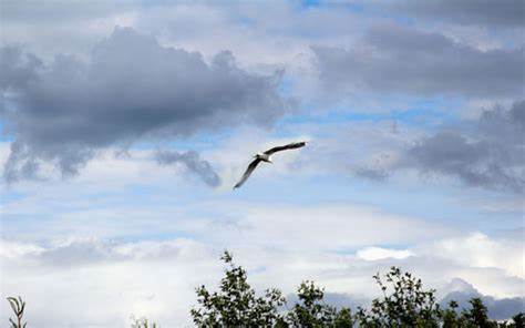 Как похудеть если срываешься