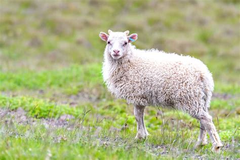 Icelandic Sheep Provide The Wool For Lopapeysa Sweaters Camping In