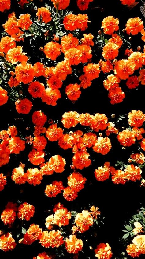 Look At This Beautiful World In 2020 Orange Wallpaper Flower