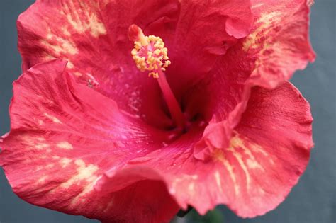 Florez Nursery Hibiscus Rosa Sinensis Work Of Art