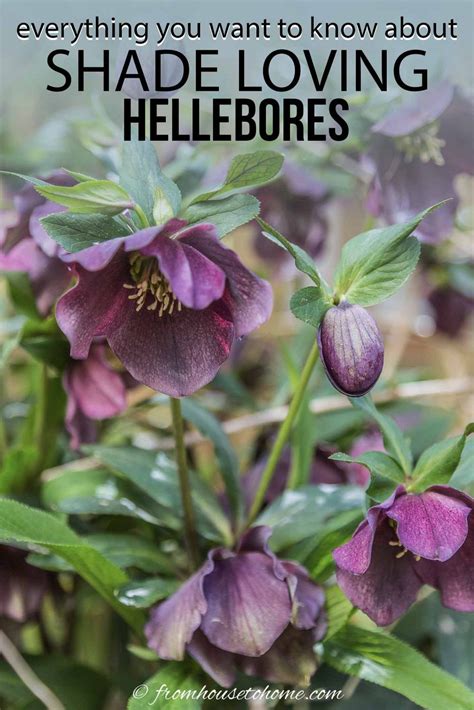 Hellebore Care And Planting Guide How To Grow Lenten Rose Artofit