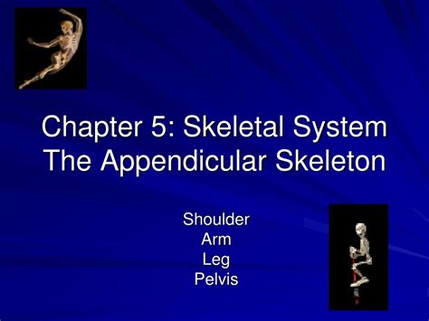 Ppt Chapter 5 Skeletal System The Appendicular Skeleton Powerpoint