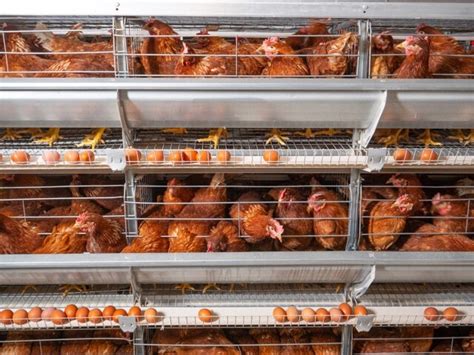 Automatic Battery Chicken Cage For Sale In Nigeria Livi Battery Chicken Cage And Poultry