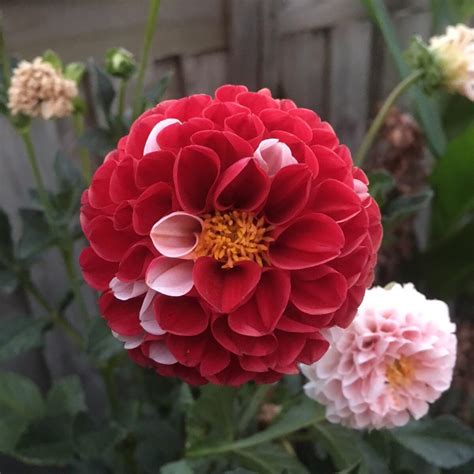This Red And White Dahlia Clumsy Perfectionist Gardening