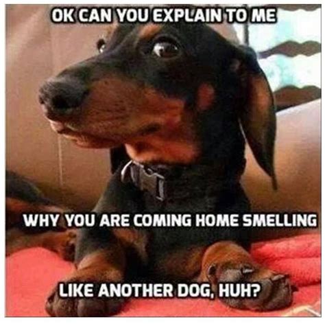 Why You Smelling Like Another Dog Funny Dachshund Funny Dogs Funny
