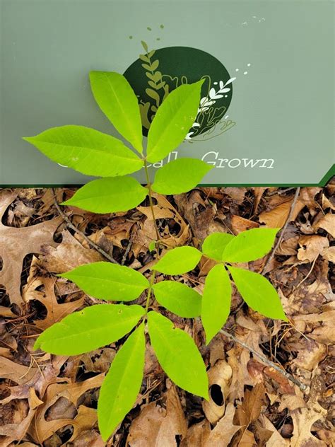 Pignut Hickory Tree Live Seedling Organic Naturally Grown On Etsy