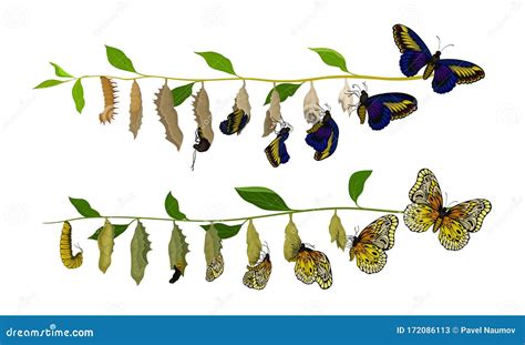 Butterfly Metamorphosis And Life Cycle Of Larva Cartoon Vector