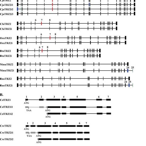 schematic representation of the predicted alternative splice variants download scientific