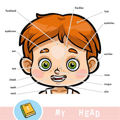 Cartoon Boy Vocabulary Part Of Body Illustrations Royalty Free Vector