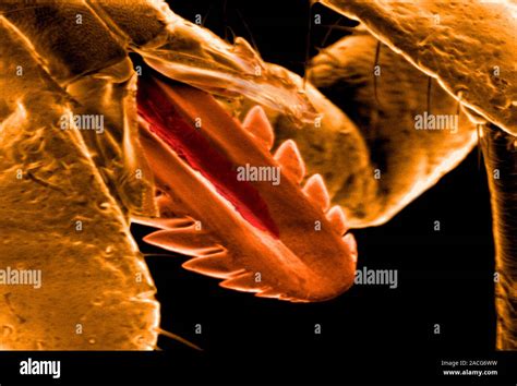 Tick Mouthparts Coloured Scanning Electron Micrograph Sem Of The