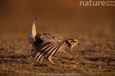 Stock Photo Of Male Sharp Tailed Grouse Tympanuchus Phasianellus