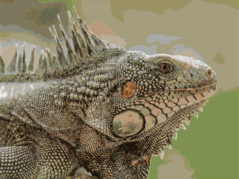 Iguana clipart vector, Iguana vector Transparent FREE for download on WebStockReview 2021
