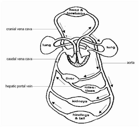 The blood, heart, and blood vessels form the cardiovascular system. 50 Circulatory System Worksheet Pdf in 2020 | Coloring ...