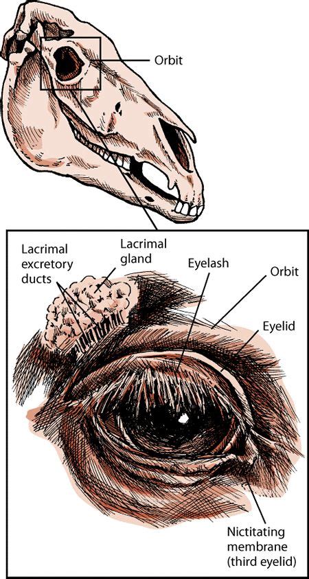 Eye Structure And Function In Horses Eye Disorders Of Horses The