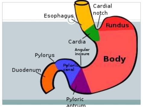 Anatomy Of Abdomen And Regions Of Trunk Ppt