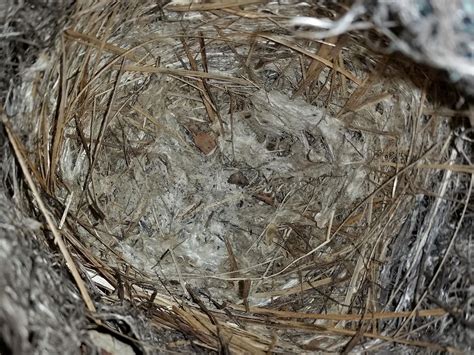 Baltimore Oriole Nesting Behavior Eggs Location Birdfact