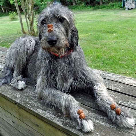 irish wolfhound poodle mix puppies  find   wallpapers