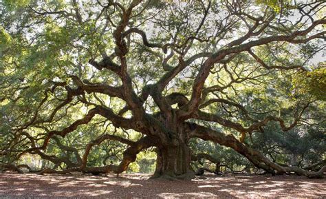 13 Must See Trees Around The World