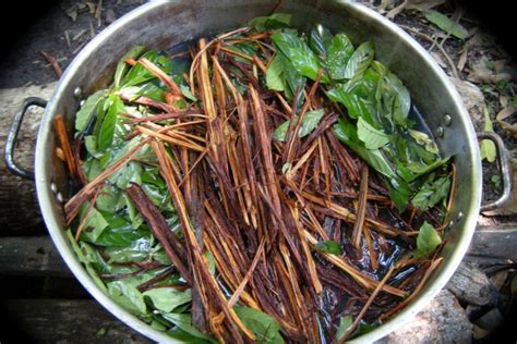 Ayahuasca A Psychedelic Drink Made From Amazonian Plants May Help